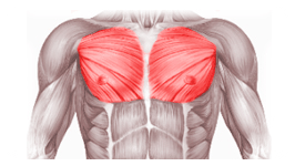 тренировка грудных мышц
