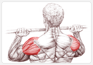 тренировка мышц плеч
