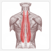 Разгибатели спины (глубокие мышцы)