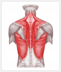 тренировка мышц спины